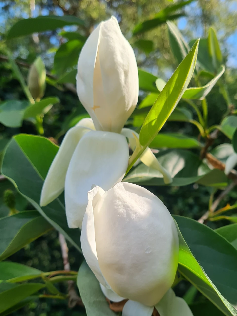 M. 'Porcelain Dove'